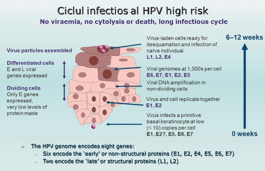 HPV (Papiloma Virus Uman) ADN-genotipare